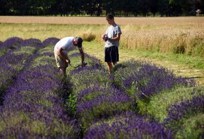 Lawendowe żniwa: uprawy na pokaz i w celach... przemysłowych - zdjęcie 33