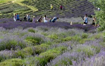Lawendowe żniwa: uprawy na pokaz i w celach... przemysłowych - zdjęcie 23