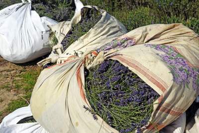 Lawendowe żniwa: uprawy na pokaz i w celach... przemysłowych - zdjęcie 3