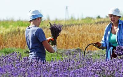 Lawendowe żniwa: uprawy na pokaz i w celach... przemysłowych - zdjęcie 10