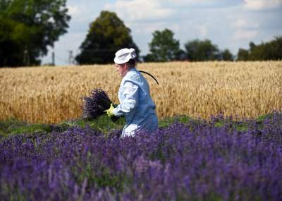 Lawendowe żniwa: uprawy na pokaz i w celach... przemysłowych - zdjęcie 7