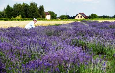 Lawendowe żniwa: uprawy na pokaz i w celach... przemysłowych - zdjęcie 6