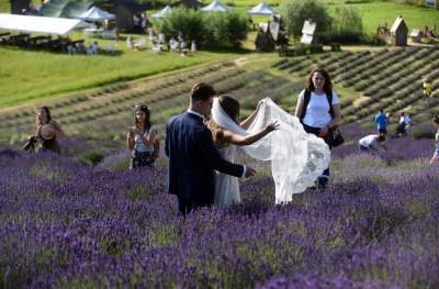 Lawendowe żniwa: uprawy na pokaz i w celach... przemysłowych - zdjęcie 24