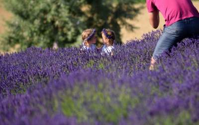 Lawendowe żniwa: uprawy na pokaz i w celach... przemysłowych - zdjęcie 26