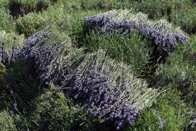 Lawendowe żniwa: uprawy na pokaz i w celach... przemysłowych - zdjęcie 12