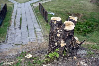 Budowa nowej linii tramwajowej z Krowodrzy Górki do Górki Narodowej.