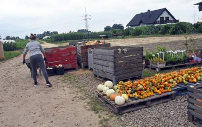 Takie cuda rosną pod Krakowem, sezon w pełni - zdjęcie 16
