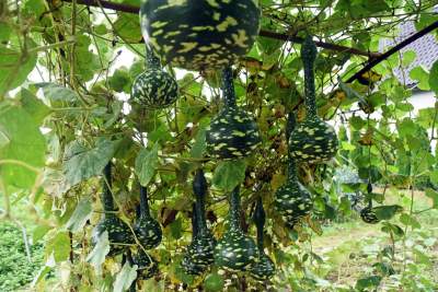 Takie cuda rosną pod Krakowem, sezon w pełni - zdjęcie 1