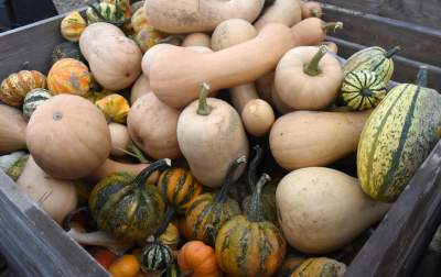 Takie cuda rosną pod Krakowem, sezon w pełni - zdjęcie 17