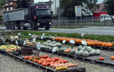 Takie cuda rosną pod Krakowem, sezon w pełni - zdjęcie 3