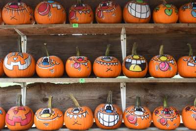 Takie cuda rosną pod Krakowem, sezon w pełni - zdjęcie 7