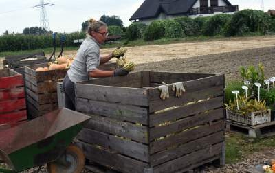 Takie cuda rosną pod Krakowem, sezon w pełni - zdjęcie 4