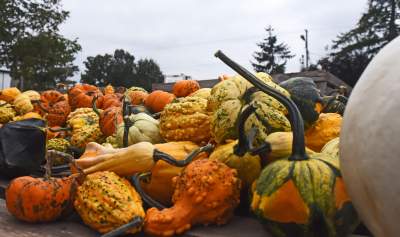 Takie cuda rosną pod Krakowem, sezon w pełni - zdjęcie 18