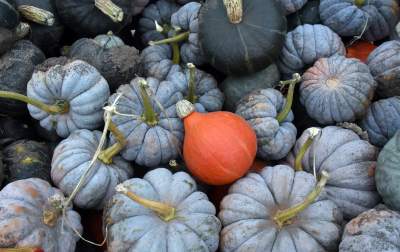 Takie cuda rosną pod Krakowem, sezon w pełni - zdjęcie 20