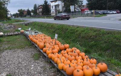 Takie cuda rosną pod Krakowem, sezon w pełni - zdjęcie 10