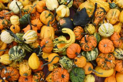 Takie cuda rosną pod Krakowem, sezon w pełni - zdjęcie 6