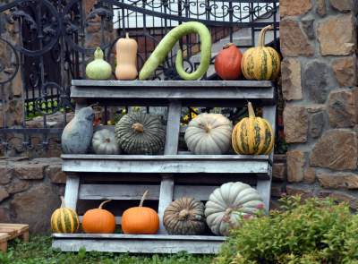 Takie cuda rosną pod Krakowem, sezon w pełni - zdjęcie 23