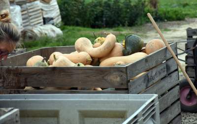 Takie cuda rosną pod Krakowem, sezon w pełni - zdjęcie 5