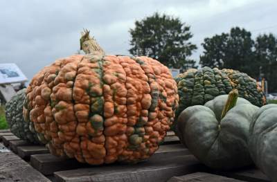 Takie cuda rosną pod Krakowem, sezon w pełni - zdjęcie 11