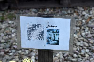 Takie cuda rosną pod Krakowem, sezon w pełni - zdjęcie 14