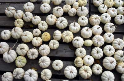 Takie cuda rosną pod Krakowem, sezon w pełni - zdjęcie 8