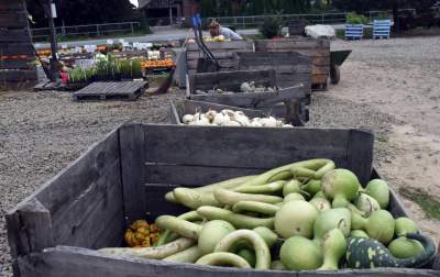 Takie cuda rosną pod Krakowem, sezon w pełni - zdjęcie 21