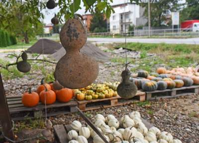 Takie cuda rosną pod Krakowem, sezon w pełni - zdjęcie 9