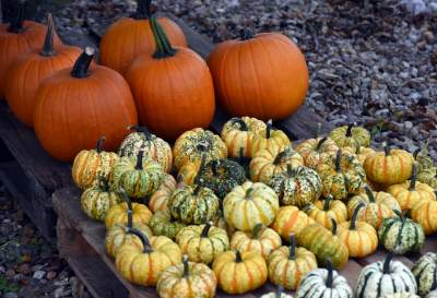 Takie cuda rosną pod Krakowem, sezon w pełni - zdjęcie 12