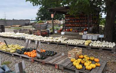Takie cuda rosną pod Krakowem, sezon w pełni - zdjęcie 13