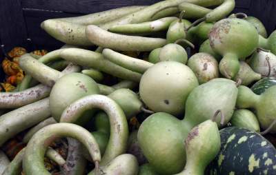 Takie cuda rosną pod Krakowem, sezon w pełni - zdjęcie 19