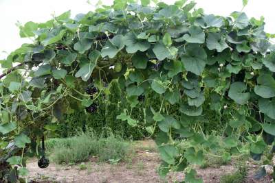 Takie cuda rosną pod Krakowem, sezon w pełni - zdjęcie 2