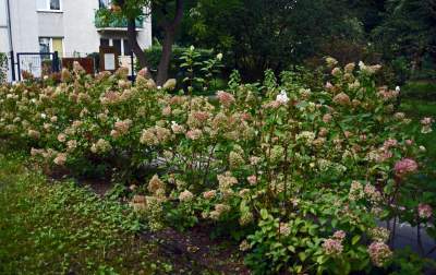 Opuszczony teren zamienili w osiedlowy park. Urocza strefa relaksu - zdjęcie 5
