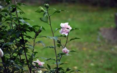 Opuszczony teren zamienili w osiedlowy park. Urocza strefa relaksu - zdjęcie 14