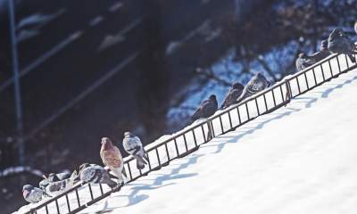 Zimowe dachy Krakowa... - zdjęcie 15