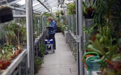 Najstarsza i największa w Polsce kolekcja storczyków - zdjęcie 14