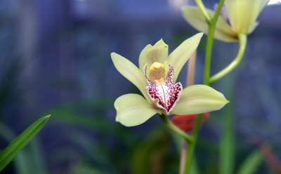 Najstarsza i największa w Polsce kolekcja storczyków - zdjęcie 4