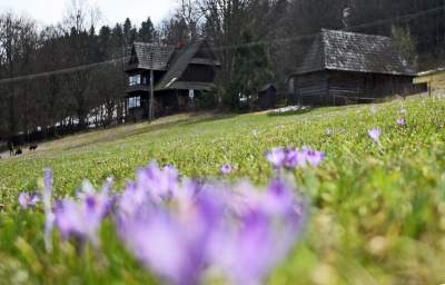 Krokusowa polana w Gorcach - zdjęcie 1