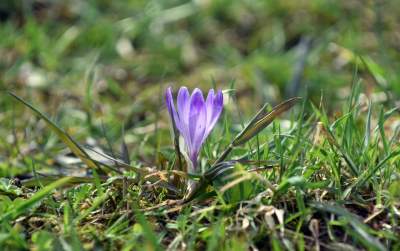 Krokusowa polana w Gorcach - zdjęcie 9