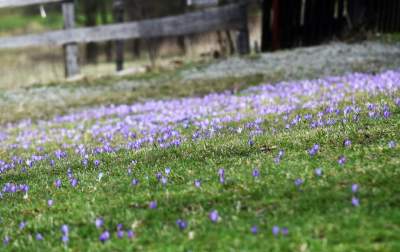 Krokusowa polana w Gorcach - zdjęcie 12