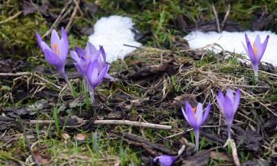 Krokusowa polana w Gorcach - zdjęcie 20