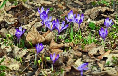 Krokusowa polana w Gorcach - zdjęcie 19