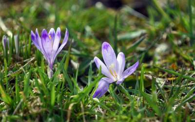 Krokusowa polana w Gorcach - zdjęcie 6