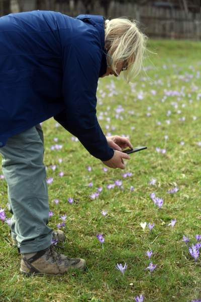 Krokusowa polana w Gorcach - zdjęcie 11