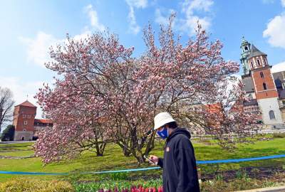 Wawelskie magnolie, najbardziej spektakularny zwiastun wiosny - zdjęcie 11