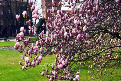 Wawelskie magnolie, najbardziej spektakularny zwiastun wiosny - zdjęcie 15