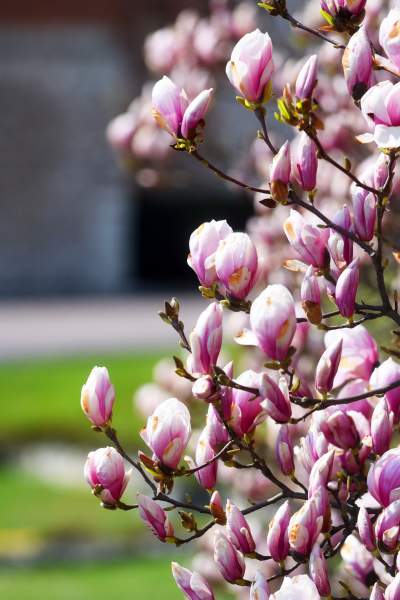 Wawelskie magnolie, najbardziej spektakularny zwiastun wiosny - zdjęcie 8