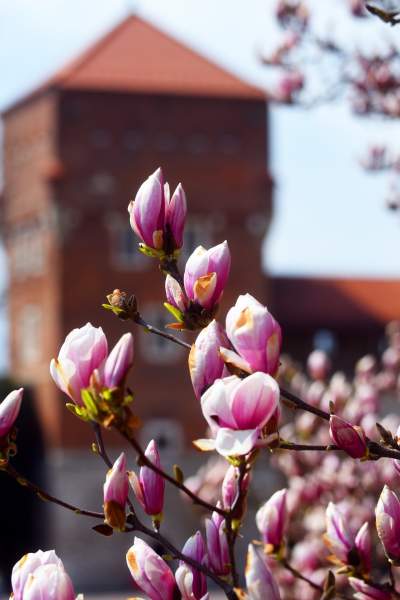 Wawelskie magnolie, najbardziej spektakularny zwiastun wiosny - zdjęcie 5