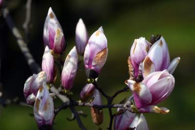 Wawelskie magnolie, najbardziej spektakularny zwiastun wiosny - zdjęcie 4