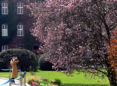 Wawelskie magnolie, najbardziej spektakularny zwiastun wiosny - zdjęcie 17