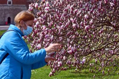 Wawelskie magnolie, najbardziej spektakularny zwiastun wiosny - zdjęcie 7